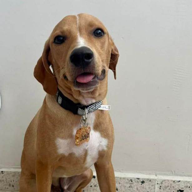 beagle redbone coonhound mix