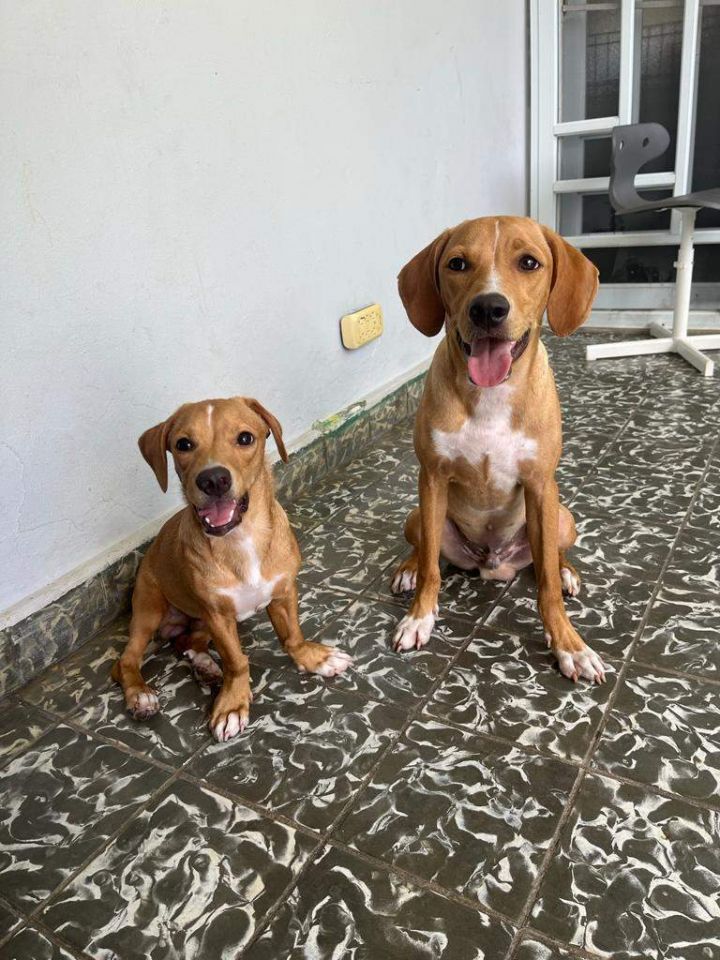 beagle redbone coonhound mix