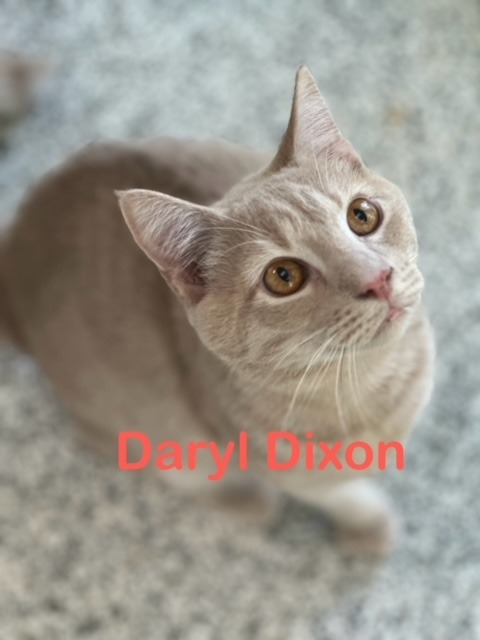 DARYL DIXON Kitten