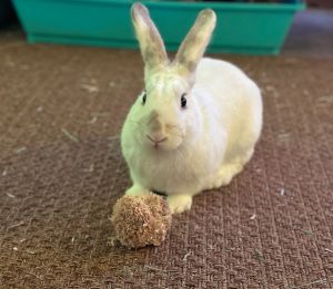 Rabbit for adoption - Serama , a Bunny Rabbit in Jersey City, NJ