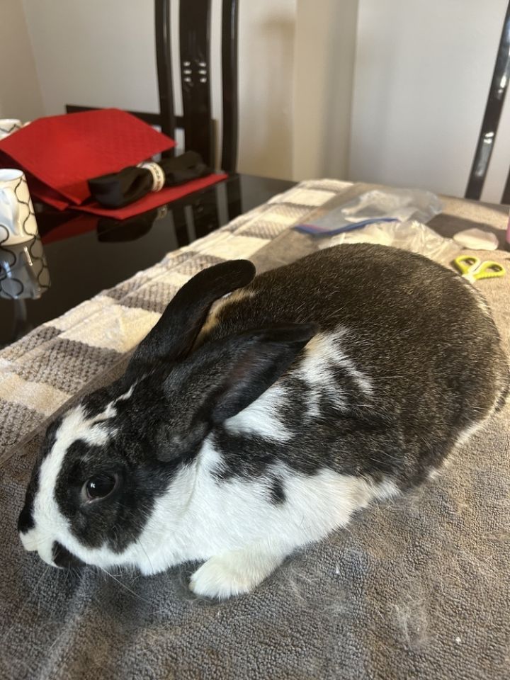 Rabbit for adoption Mack bonded with Molly, an English Spot in Lacey