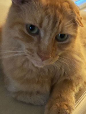 Cat for adoption - Graham Ashcraft, a Domestic Short Hair in