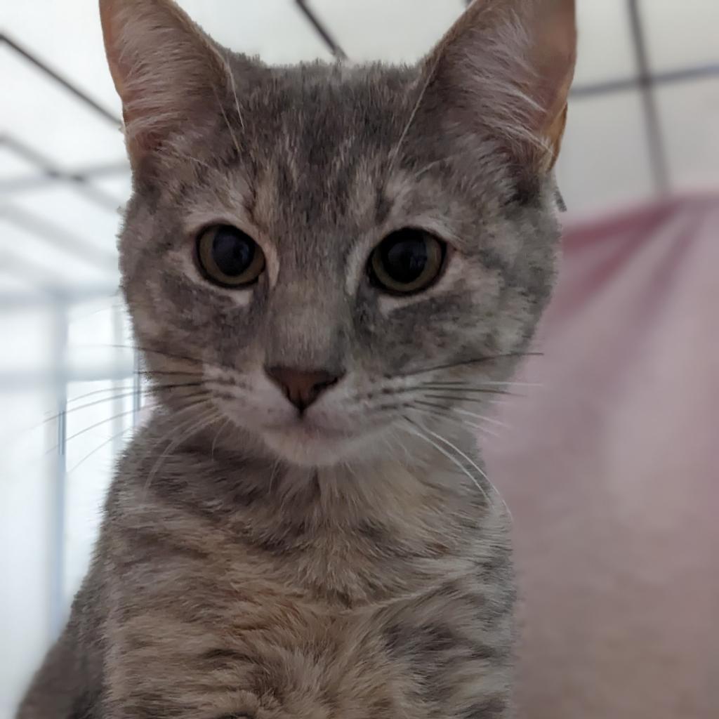 Jackie, an adoptable Domestic Short Hair in Greenwood, MO, 64034 | Photo Image 1