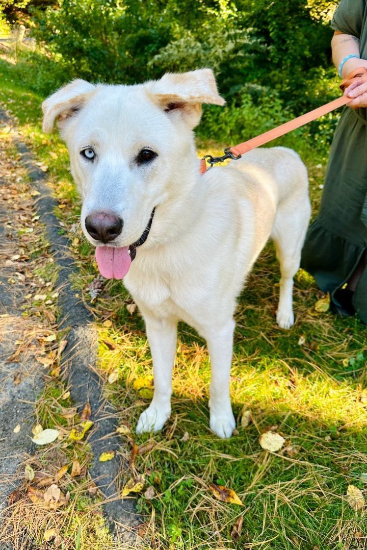 Gus, an adoptable Husky & Great Pyrenees Mix in Bethel, CT_image-2