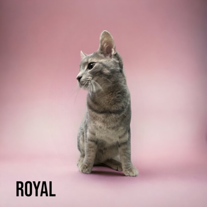 Royal, an adoptable Domestic Short Hair in Cumberland, MD_image-2