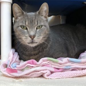 Cats for Adoption Near Ohio, OH