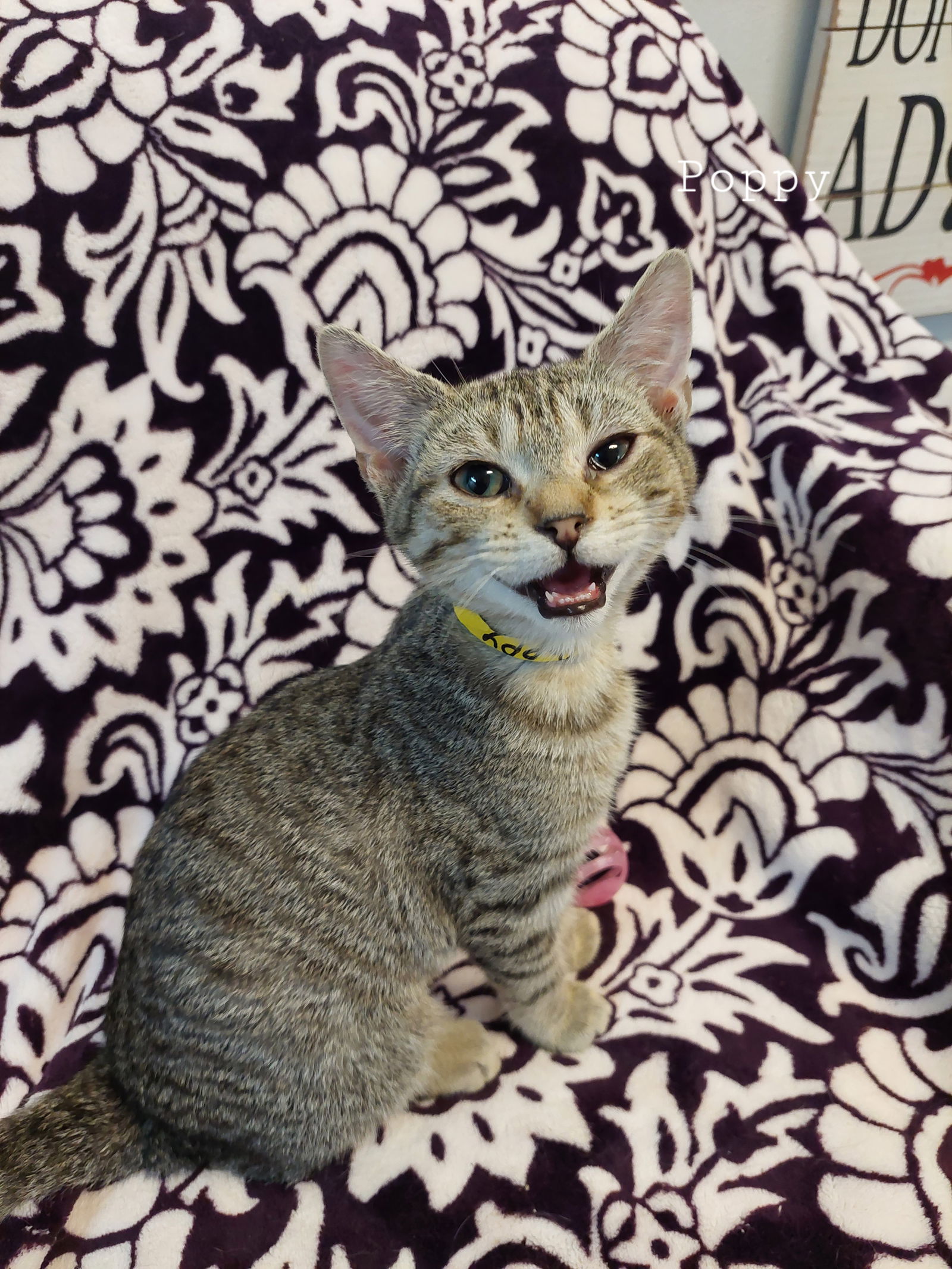 Poppy, an adoptable Domestic Short Hair in Montello, WI, 53949 | Photo Image 3