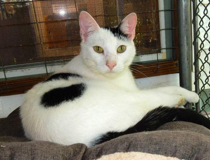 Pepper, an adoptable Domestic Short Hair in Savannah, GA, 31406 | Photo Image 3