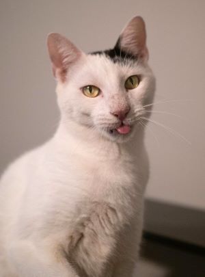 Pepper, an adoptable Domestic Short Hair in Savannah, GA, 31406 | Photo Image 4