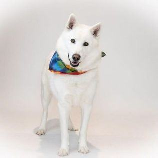 Jake, an adoptable Husky in Hamilton, MT, 59840 | Photo Image 1