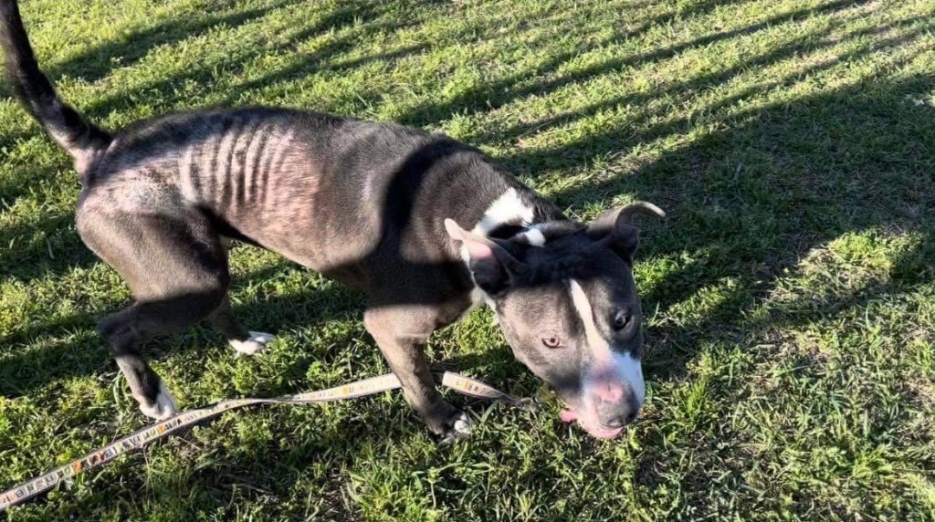 Smoke, an adoptable American Staffordshire Terrier in Hartsville, SC, 29550 | Photo Image 6