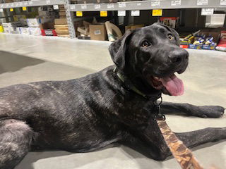 Ben, an adoptable Mastiff in Polson, MT, 59860 | Photo Image 1