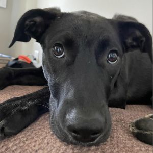 Penny2, Adult Female Black Labrador Retriever
