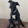 Penny2 photo 6