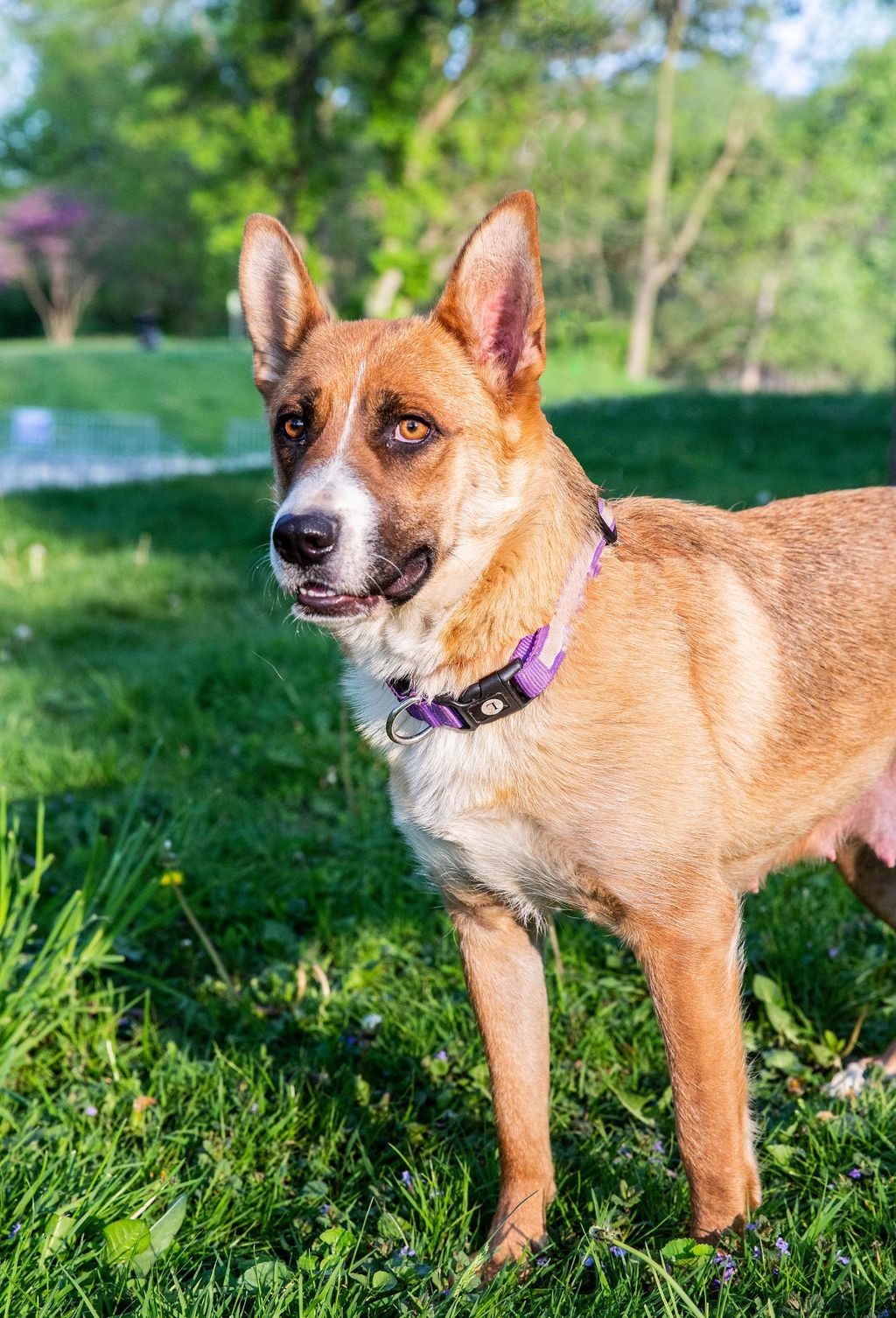 Velvet, an adoptable German Shepherd Dog, Cattle Dog in Duart, ON, N0L 1H0 | Photo Image 1