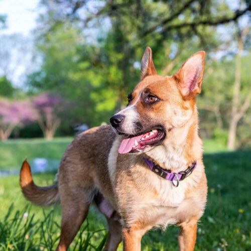 Velvet, an adoptable German Shepherd Dog, Cattle Dog in Duart, ON, N0L 1H0 | Photo Image 2