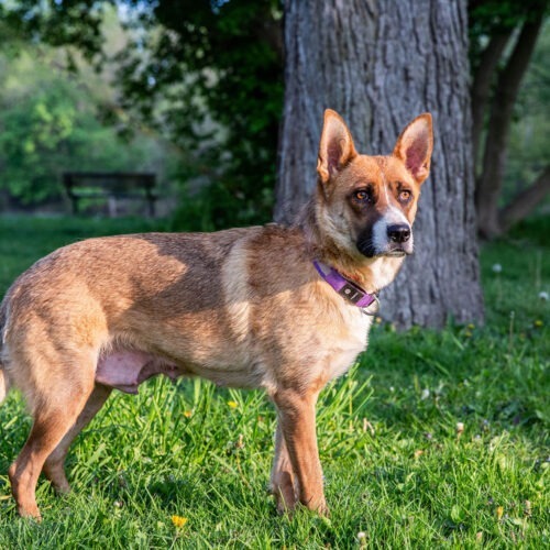 Velvet, an adoptable German Shepherd Dog, Cattle Dog in Duart, ON, N0L 1H0 | Photo Image 3