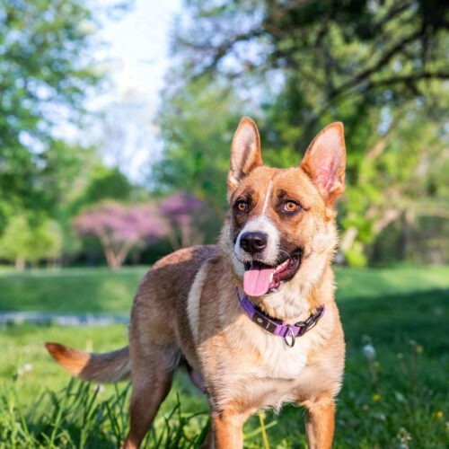 Velvet, an adoptable German Shepherd Dog, Cattle Dog in Duart, ON, N0L 1H0 | Photo Image 4