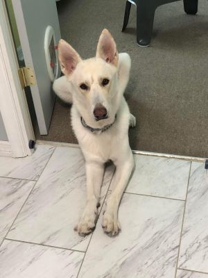 Echo white german shepherd hot sale rescue