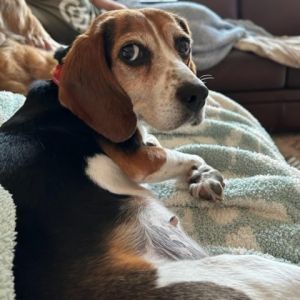 Poppy Beagle Dog