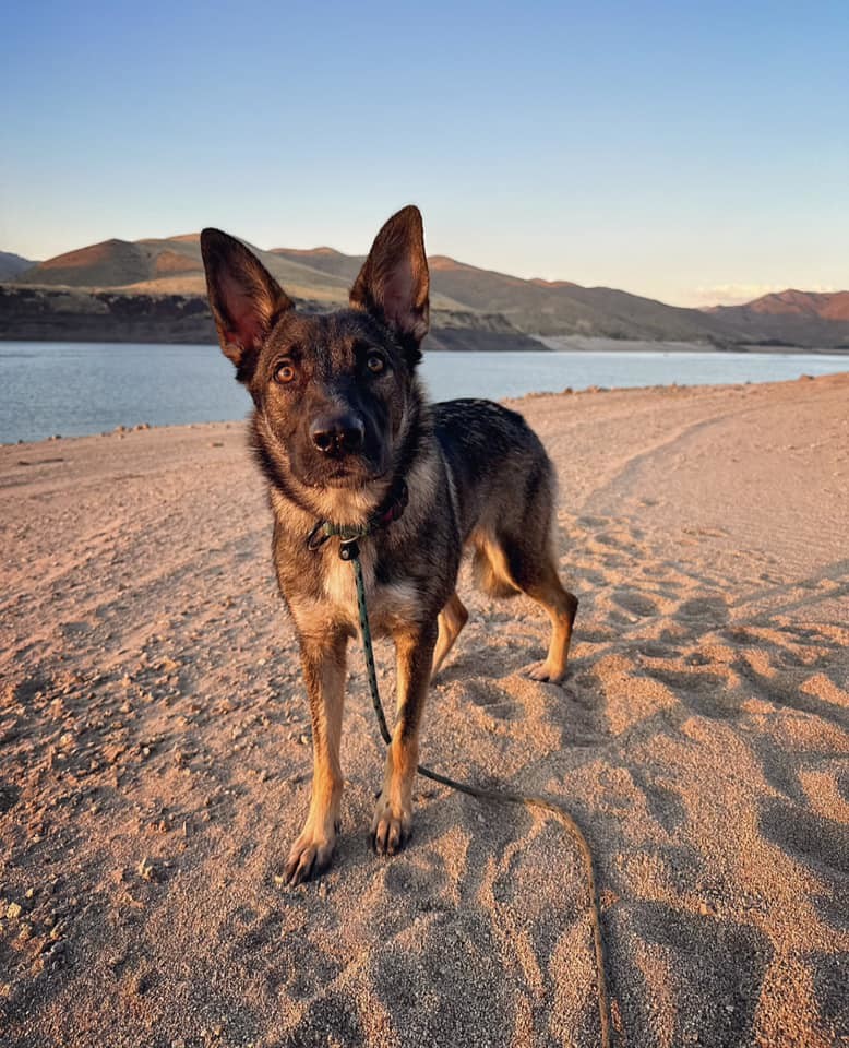 DARBY, an adoptable German Shepherd Dog in Nampa, ID, 83653 | Photo Image 2