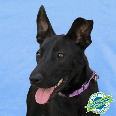 Jessie, an adoptable Mixed Breed in Las Cruces, NM, 88012 | Photo Image 1