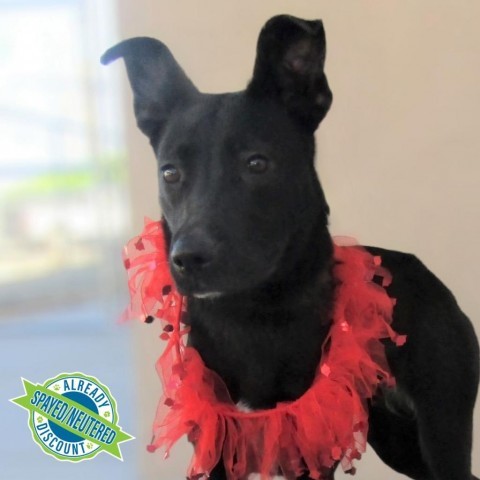 Jessie, an adoptable Mixed Breed in Las Cruces, NM, 88012 | Photo Image 5