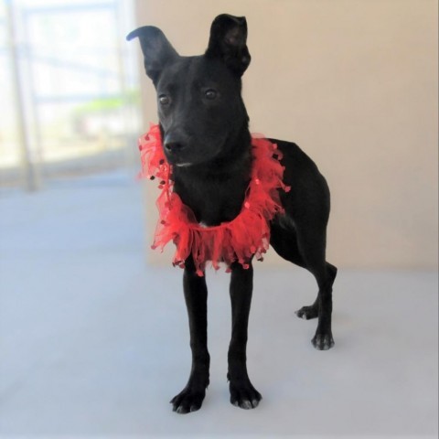 Jessie, an adoptable Mixed Breed in Las Cruces, NM, 88012 | Photo Image 6