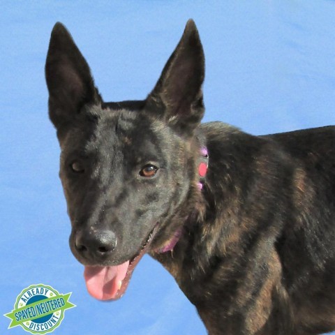 Jackson, an adoptable Mixed Breed in Las Cruces, NM, 88012 | Photo Image 1