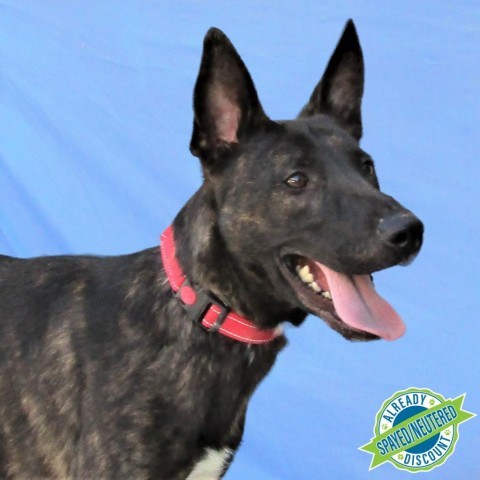 Jackson, an adoptable Mixed Breed in Las Cruces, NM, 88012 | Photo Image 1