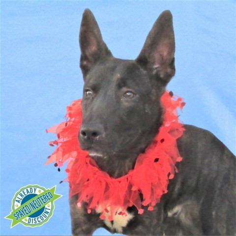 Jackson, an adoptable Mixed Breed in Las Cruces, NM, 88012 | Photo Image 2