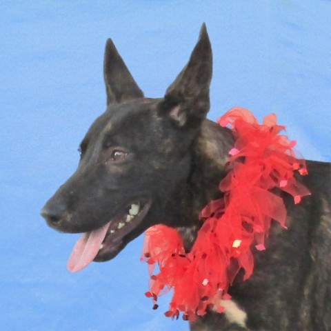 Jackson, an adoptable Mixed Breed in Las Cruces, NM, 88012 | Photo Image 3