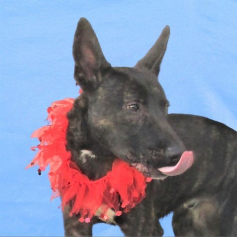 Jackson, an adoptable Mixed Breed in Las Cruces, NM, 88012 | Photo Image 4