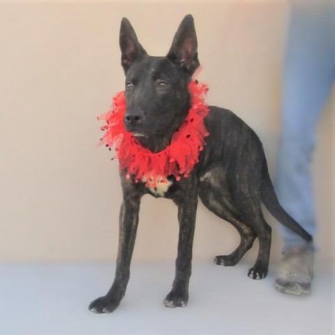 Jackson, an adoptable Mixed Breed in Las Cruces, NM, 88012 | Photo Image 5