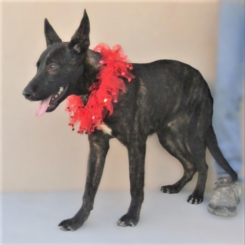 Jackson, an adoptable Mixed Breed in Las Cruces, NM, 88012 | Photo Image 6