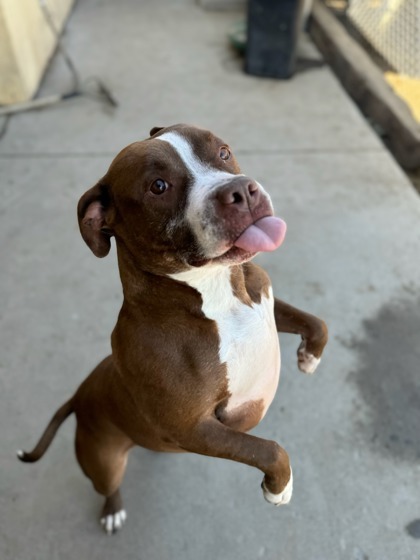 Hank, an adoptable Pit Bull Terrier, Mixed Breed in Moses Lake, WA, 98837 | Photo Image 1