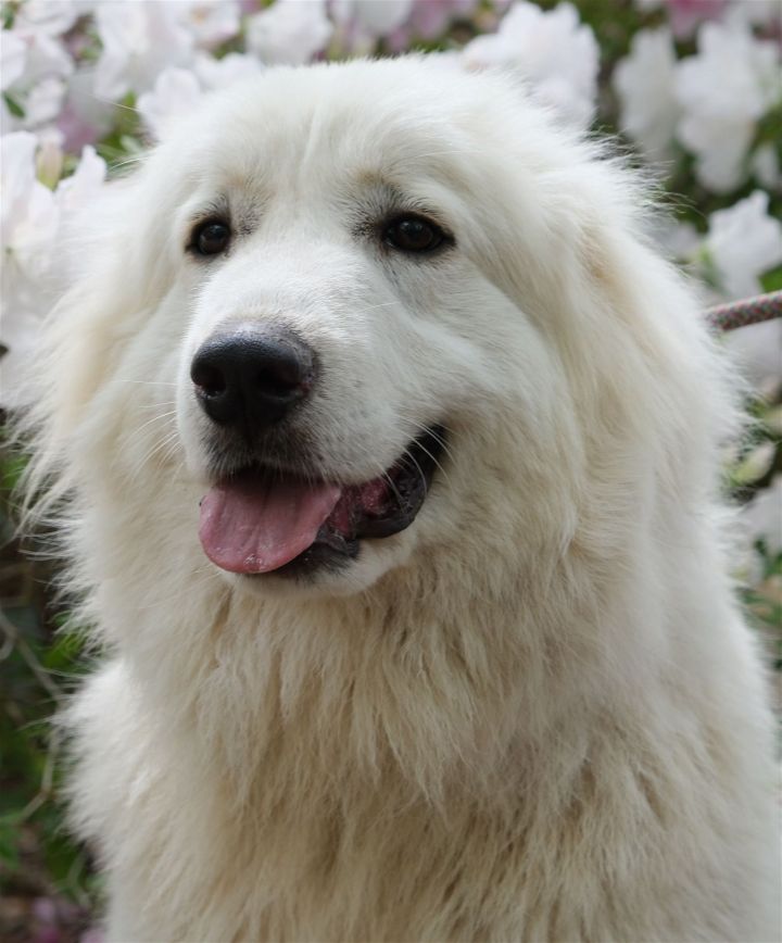 Irish wolfhound sale great pyrenees