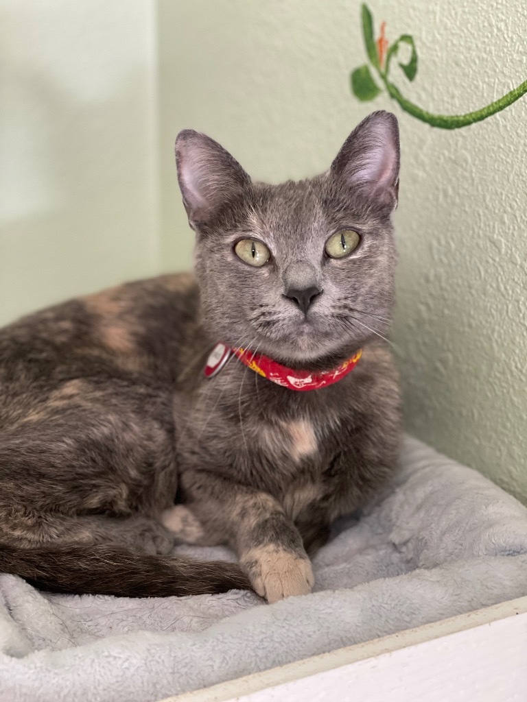 Gracie, an adoptable Domestic Short Hair in Hot Springs, AR, 71901 | Photo Image 1
