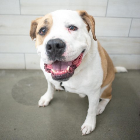 Hobo, an adoptable American Bulldog in West Jordan, UT, 84084 | Photo Image 1