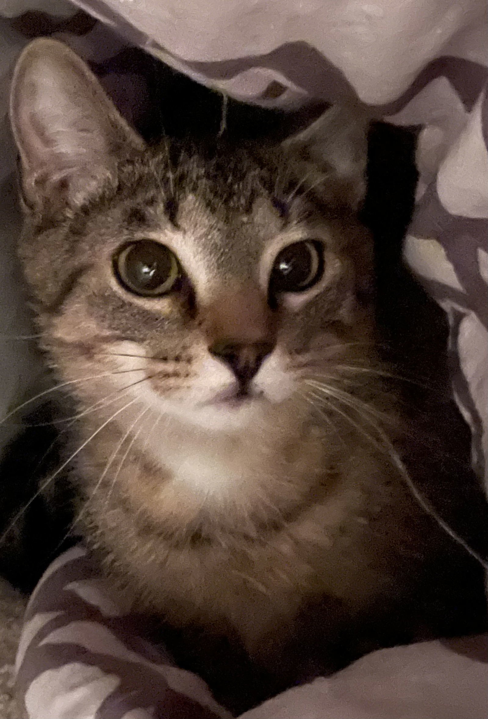 Sprite, an adoptable Tabby, Domestic Short Hair in Lexington, SC, 29071 | Photo Image 1