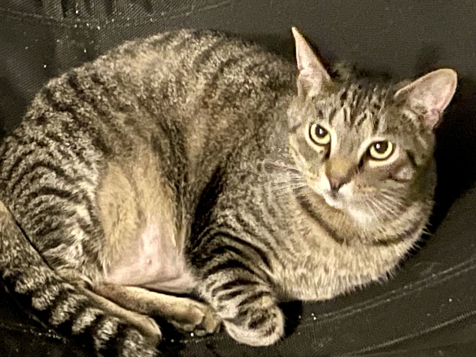 Sprite, an adoptable Tabby, Domestic Short Hair in Lexington, SC, 29071 | Photo Image 1