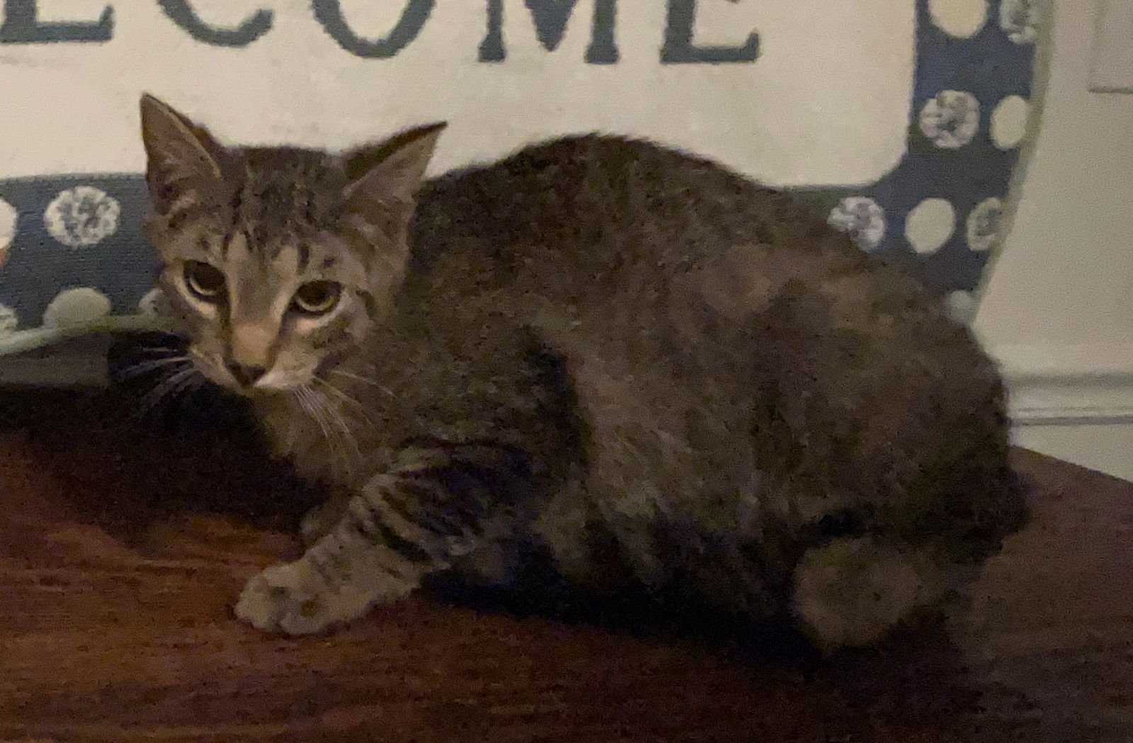 Sprite, an adoptable Tabby, Domestic Short Hair in Lexington, SC, 29071 | Photo Image 2