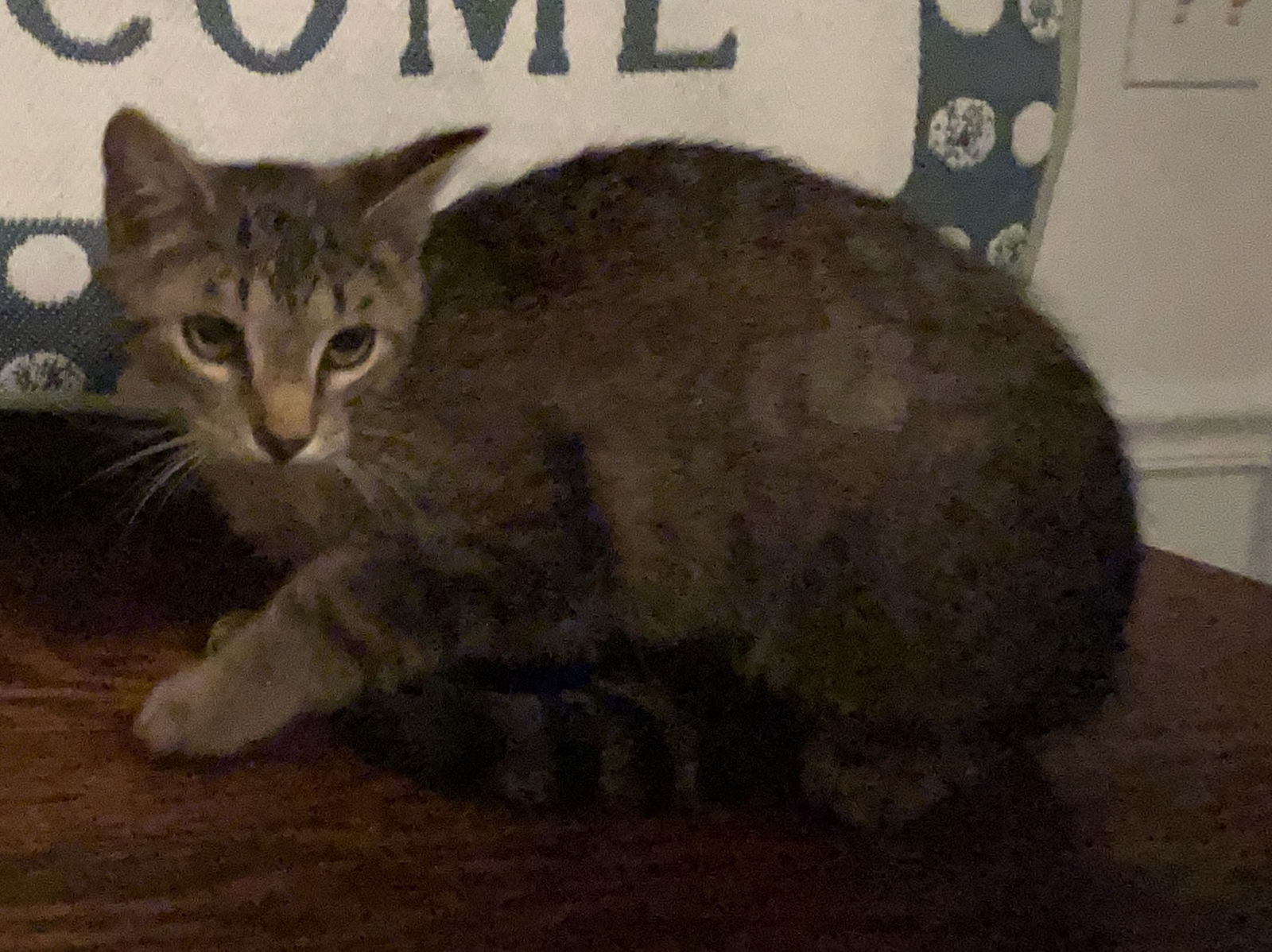 Sprite, an adoptable Tabby, Domestic Short Hair in Lexington, SC, 29071 | Photo Image 3