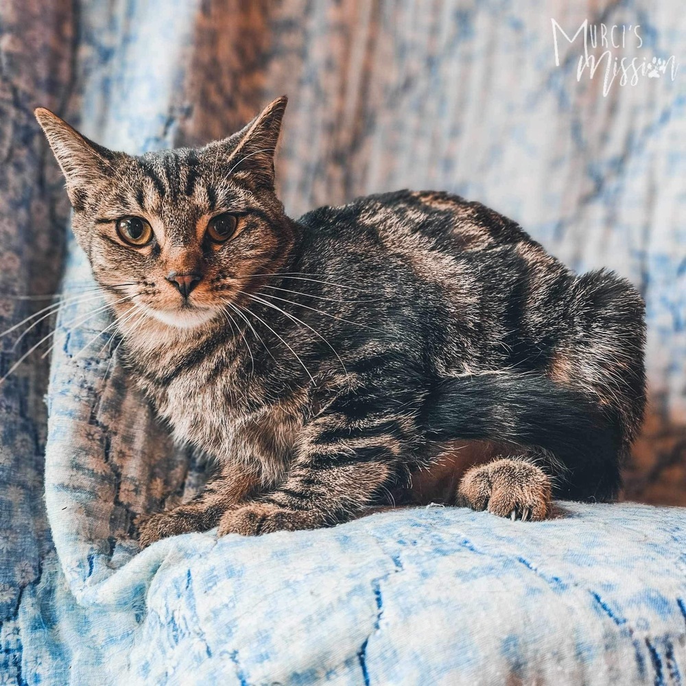 Ranger, an adoptable Domestic Short Hair in Spokane , WA, 99209 | Photo Image 1