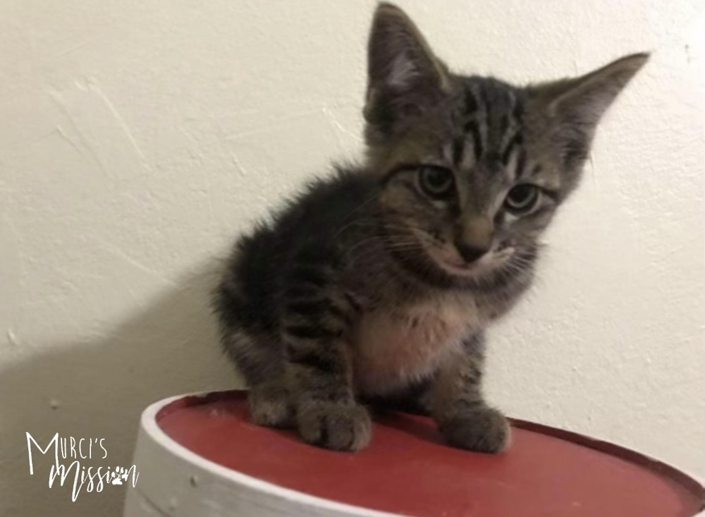 Ranger, an adoptable Domestic Short Hair in Spokane , WA, 99209 | Photo Image 3