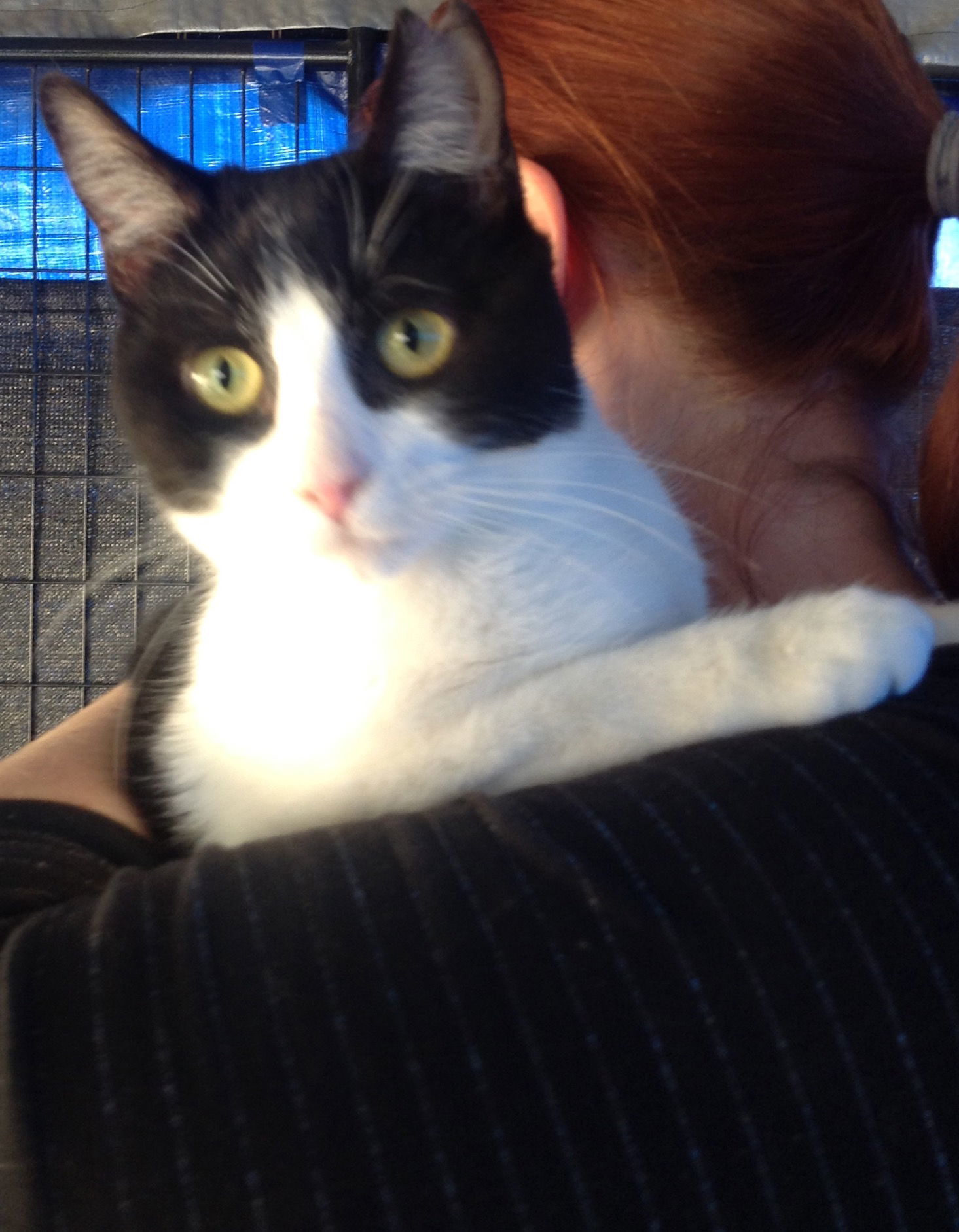 Betty Boop, an adoptable Tuxedo, Domestic Short Hair in Vacaville, CA, 95696 | Photo Image 1