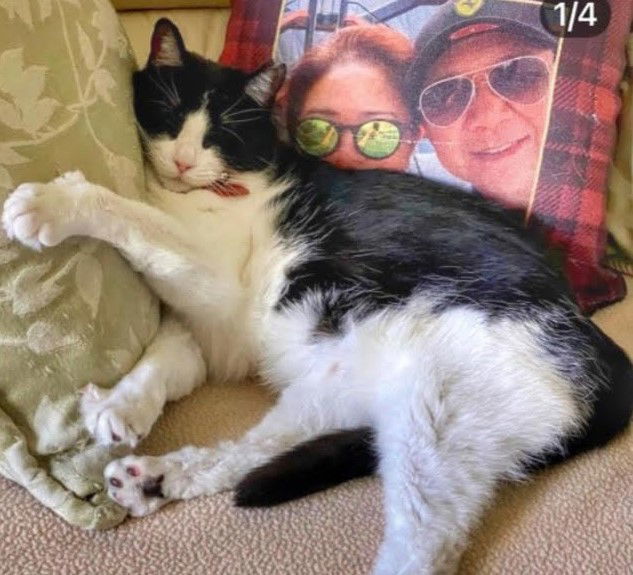 Betty Boop, an adoptable Tuxedo, Domestic Short Hair in Vacaville, CA, 95696 | Photo Image 2