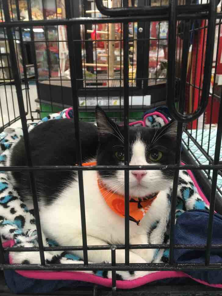 Betty Boop, an adoptable Tuxedo, Domestic Short Hair in Vacaville, CA, 95696 | Photo Image 3