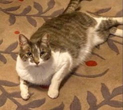 Mousie, an adoptable Domestic Short Hair in Vacaville, CA, 95696 | Photo Image 1