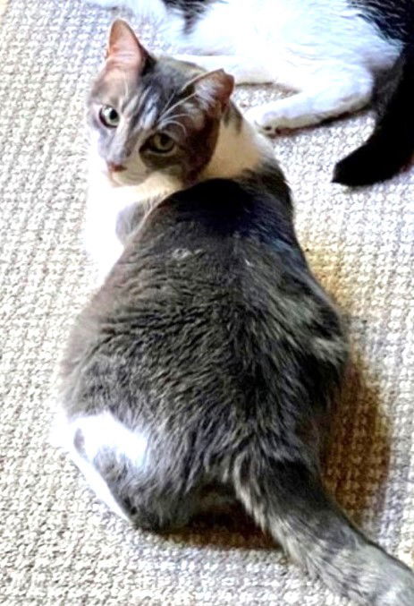 Mousie, an adoptable Domestic Short Hair in Vacaville, CA, 95696 | Photo Image 2